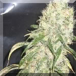 bigbud.jpg
