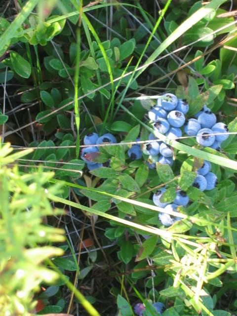 IMG_4459.jpg