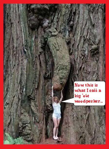 pecker.jpg